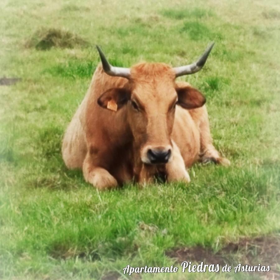 ピエドラス・ブランカスPiedras De Asturiasアパートメント エクステリア 写真